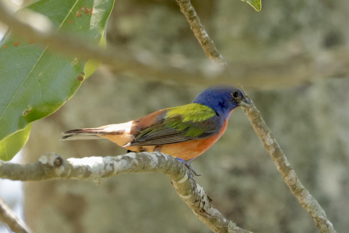 Painted Bunting - ML620424146