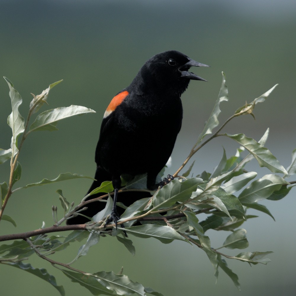 Red-winged Blackbird (Red-winged) - ML620424153