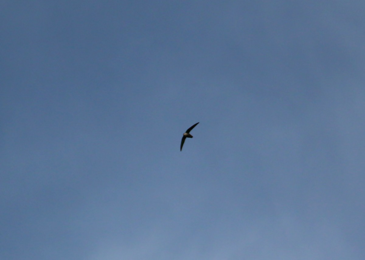 Chimney Swift - ML620424158