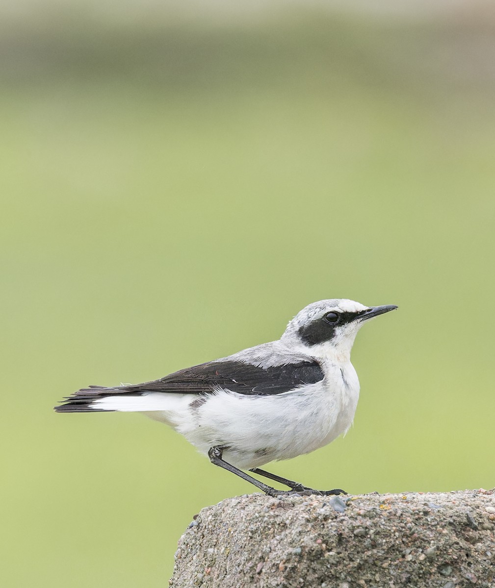 Northern Wheatear - ML620424160