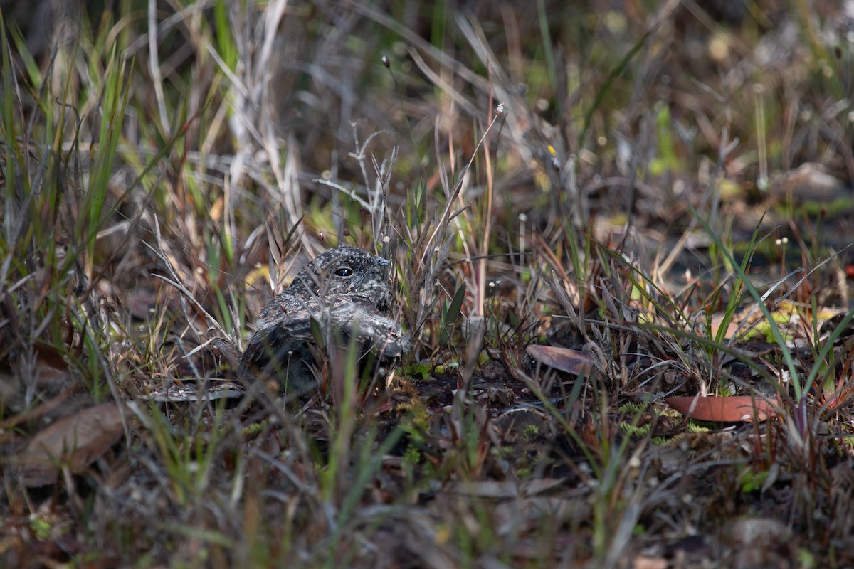 Chotacabras del Roraima - ML620424162