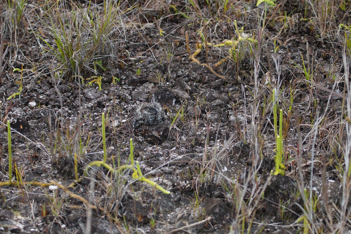 Chotacabras del Roraima - ML620424164