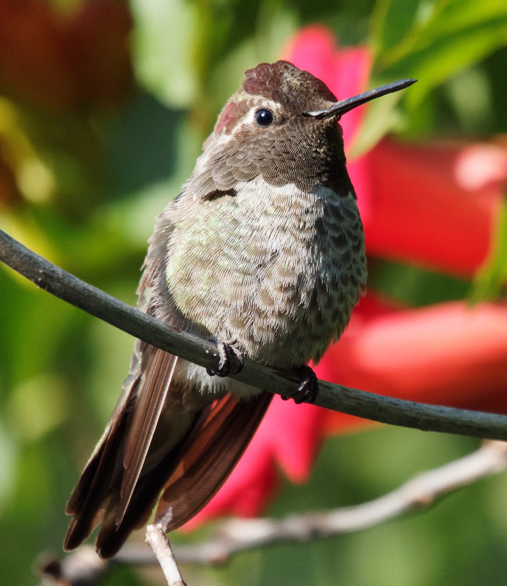 Anna's Hummingbird - ML620424165