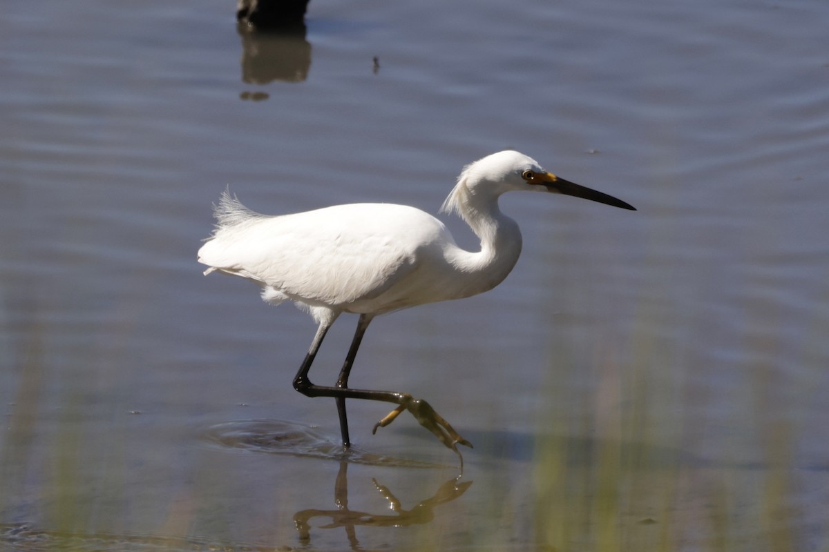 Snowy Egret - ML620424166