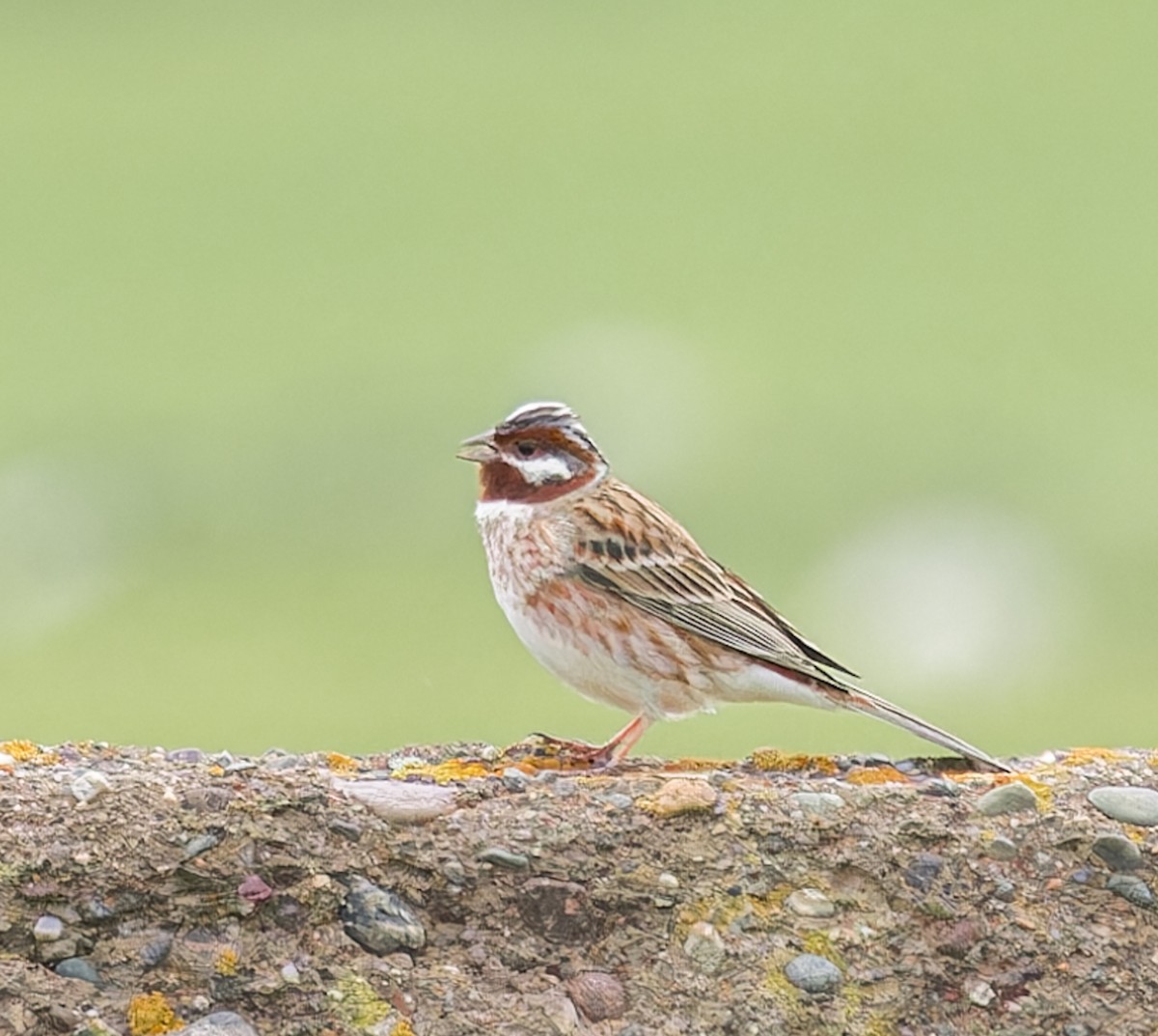 Pine Bunting - ML620424168