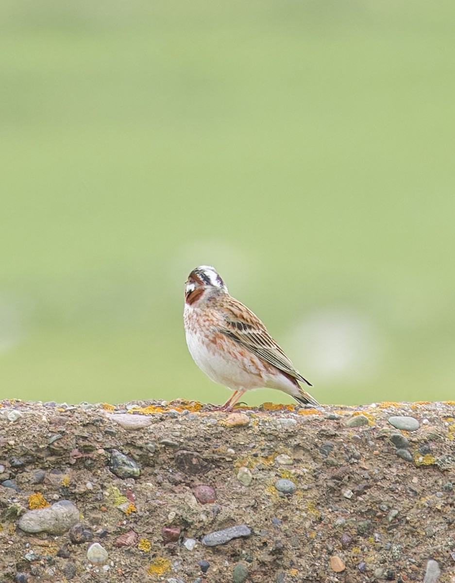 Pine Bunting - ML620424169