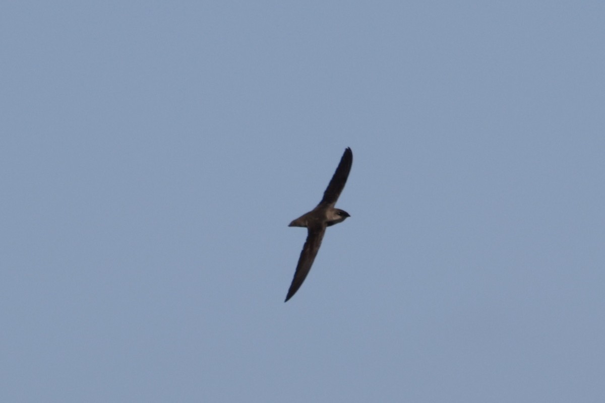 Chimney Swift - Bert Fisher