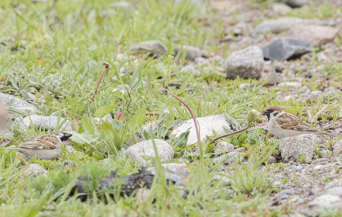 Eurasian Tree Sparrow - ML620424176