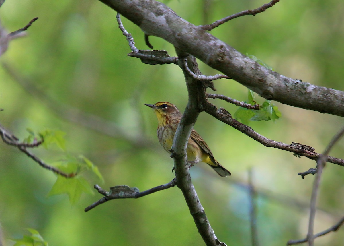 Palm Warbler - ML620424177