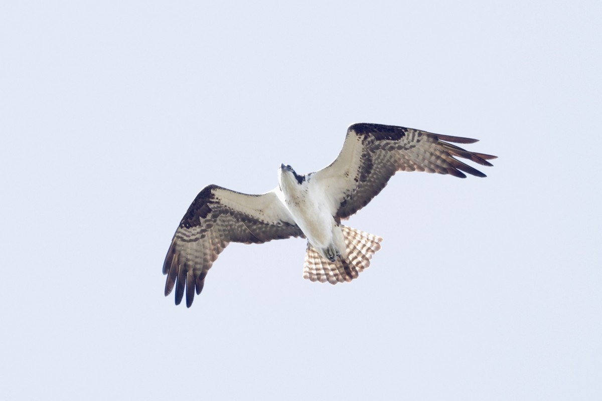 Águila Pescadora (carolinensis) - ML620424181