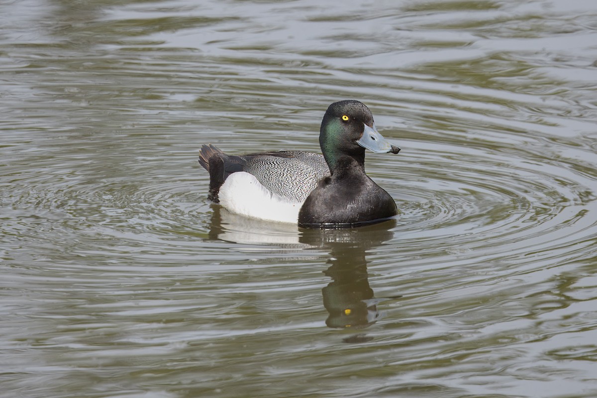 Greater Scaup - ML620424184