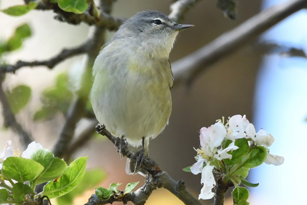 Tennessee Warbler - ML620424189