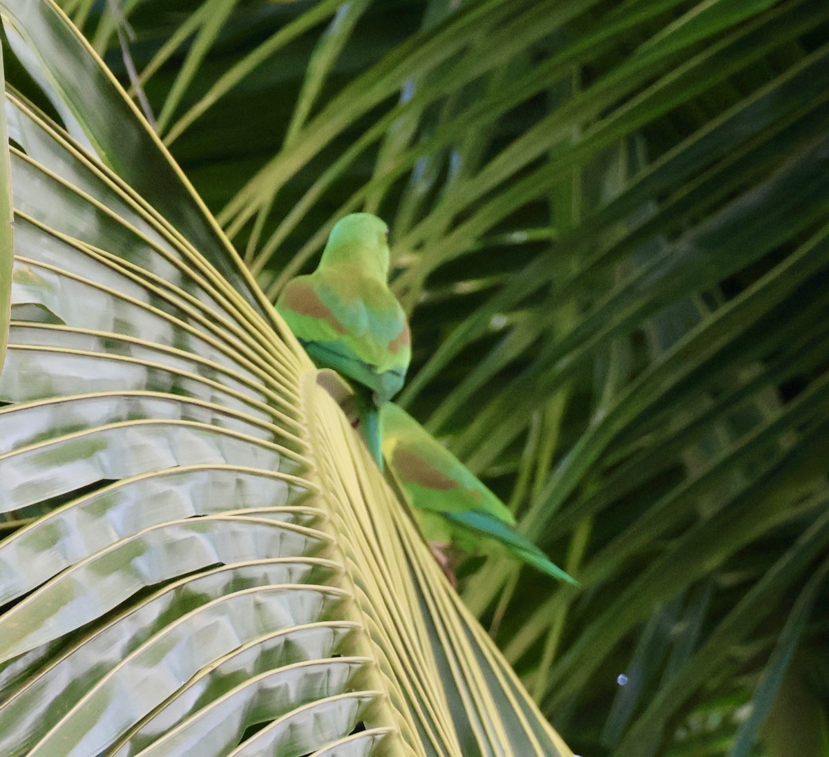 Orange-chinned Parakeet - ML620424194