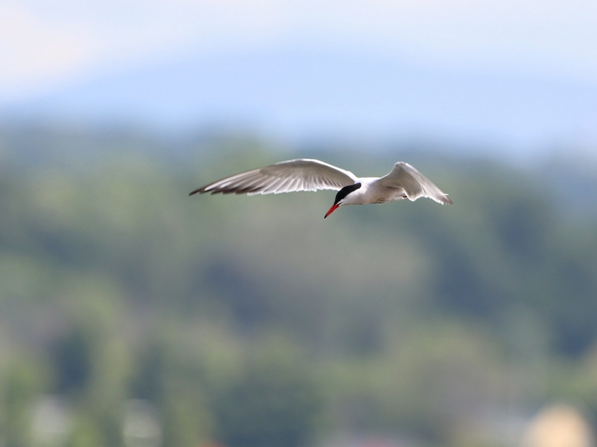 Common Tern - ML620424199