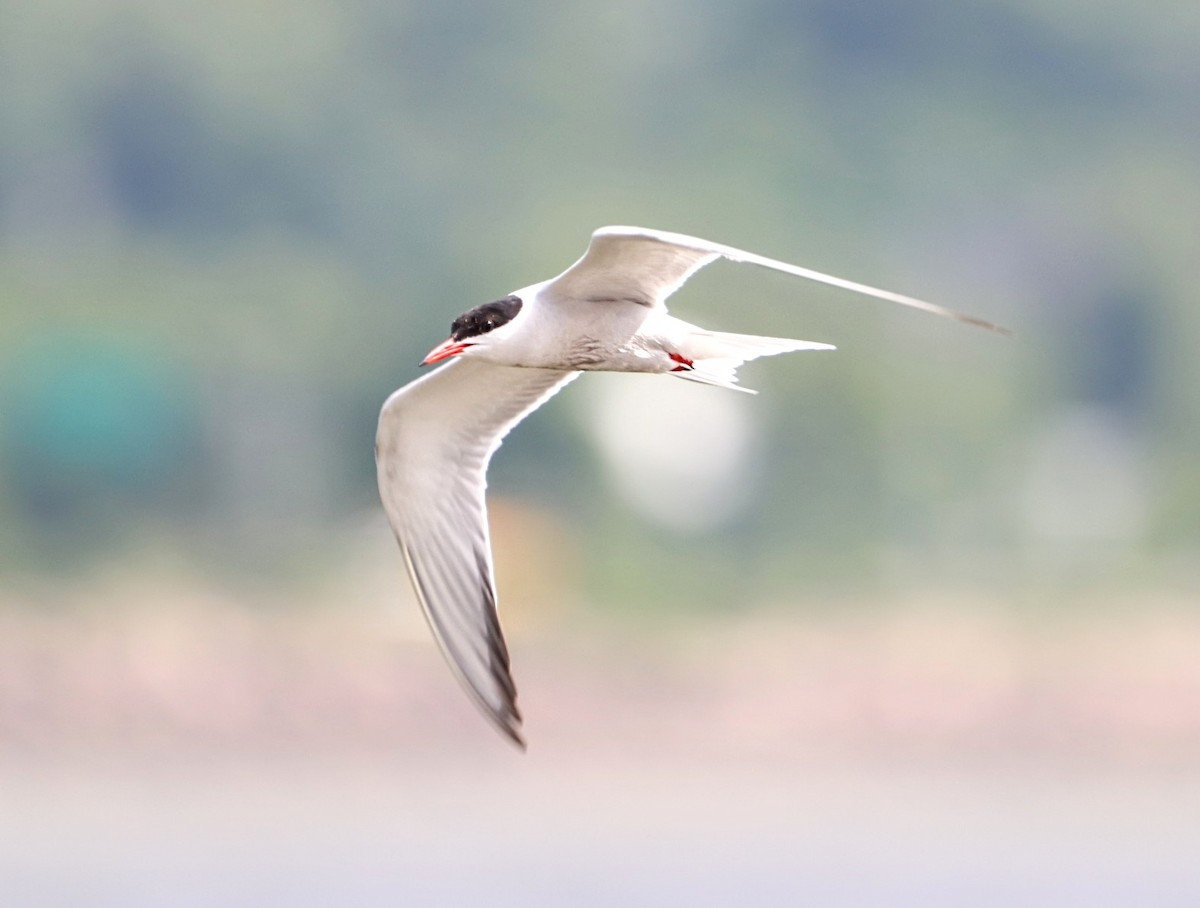 Common Tern - ML620424201