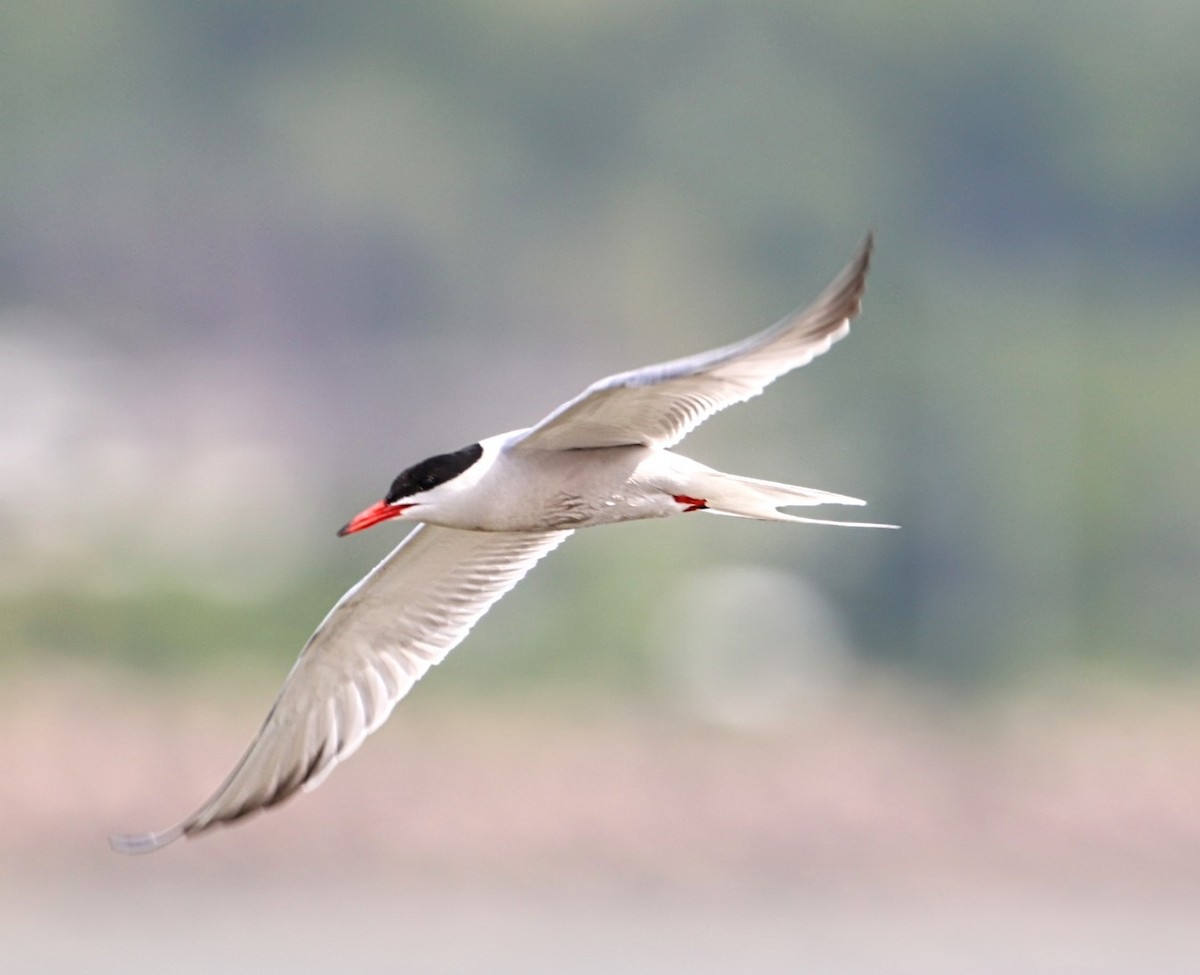 Common Tern - ML620424202