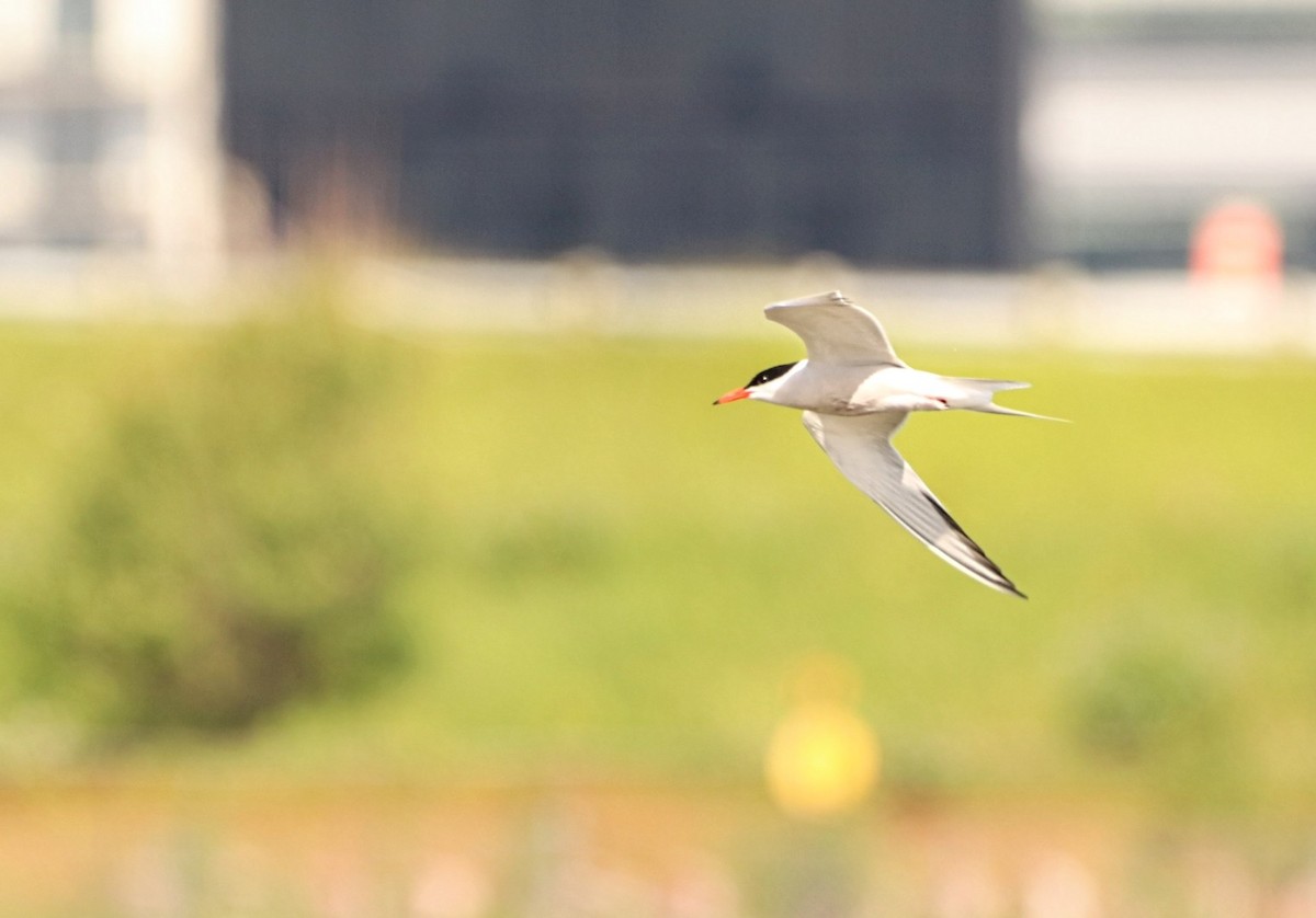 Common Tern - Yves Robichaud