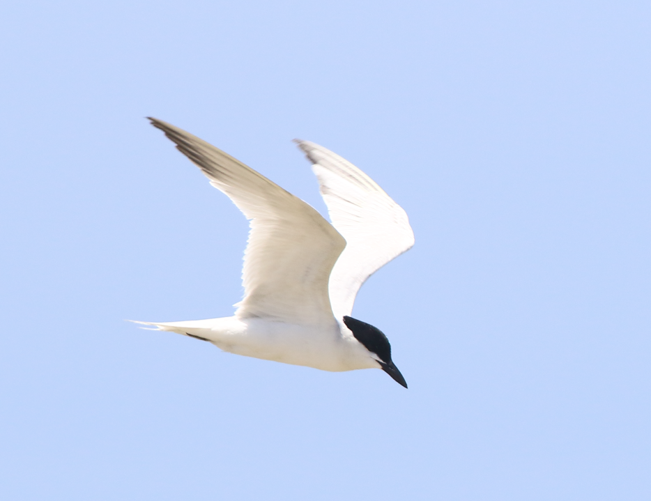 Gull-billed Tern - ML620424209