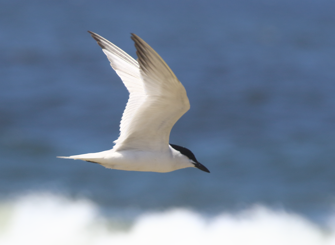 Gull-billed Tern - ML620424210