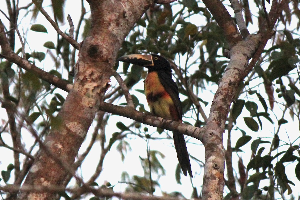 Collared Aracari - ML620424214