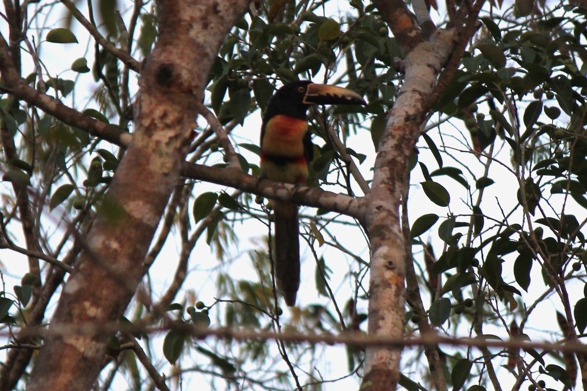 Collared Aracari - ML620424215