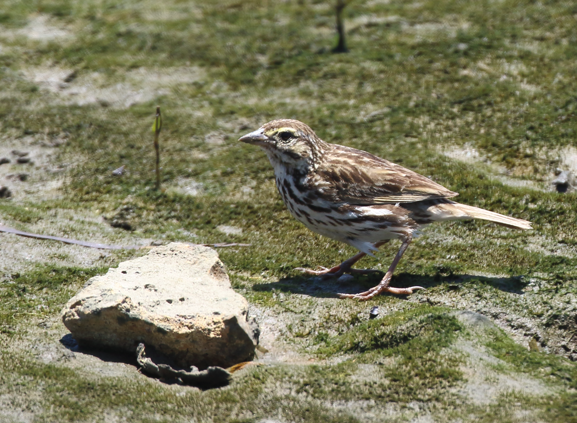 Savannah Sparrow (Belding's) - ML620424224
