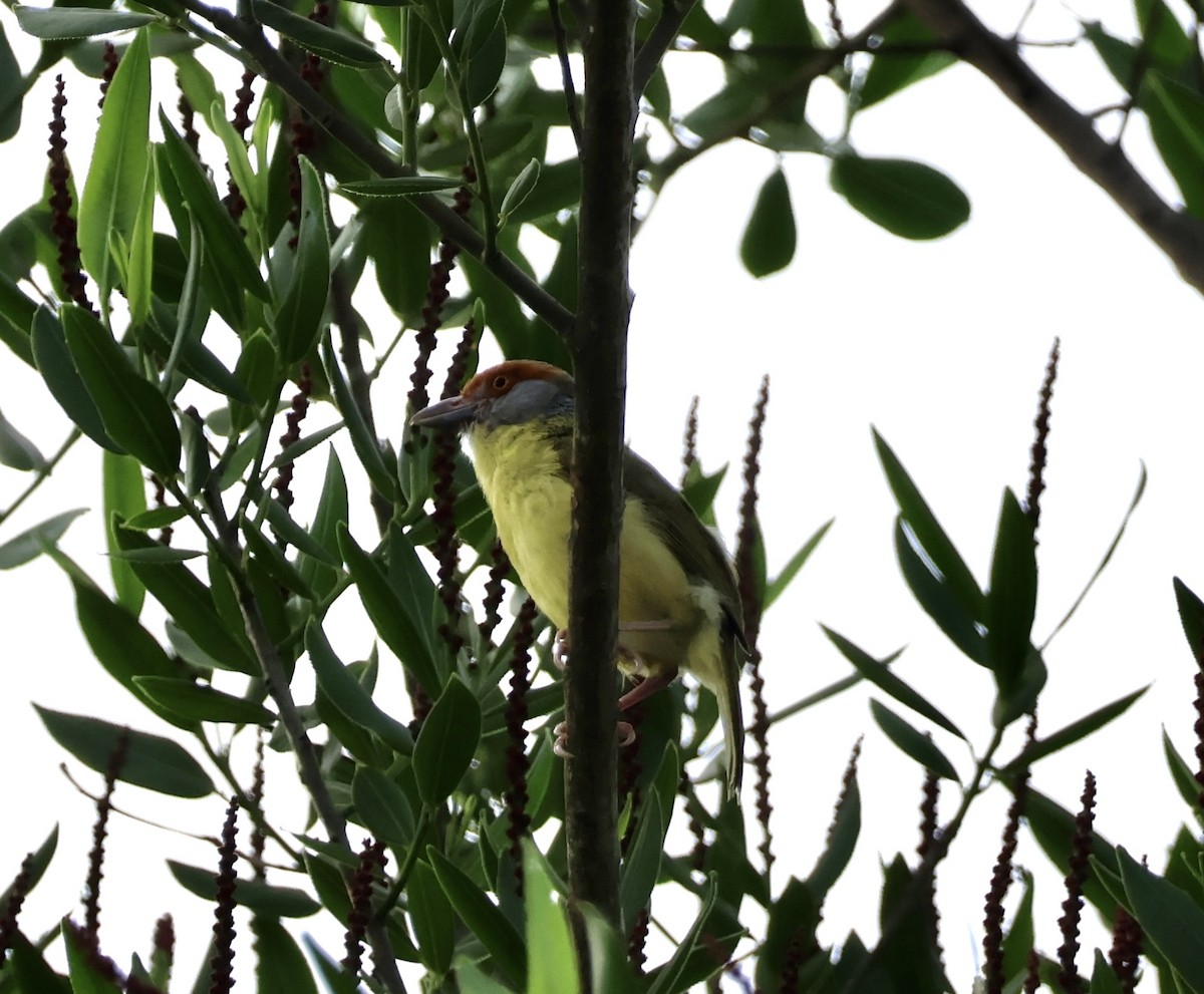 Rufous-browed Peppershrike - ML620424228