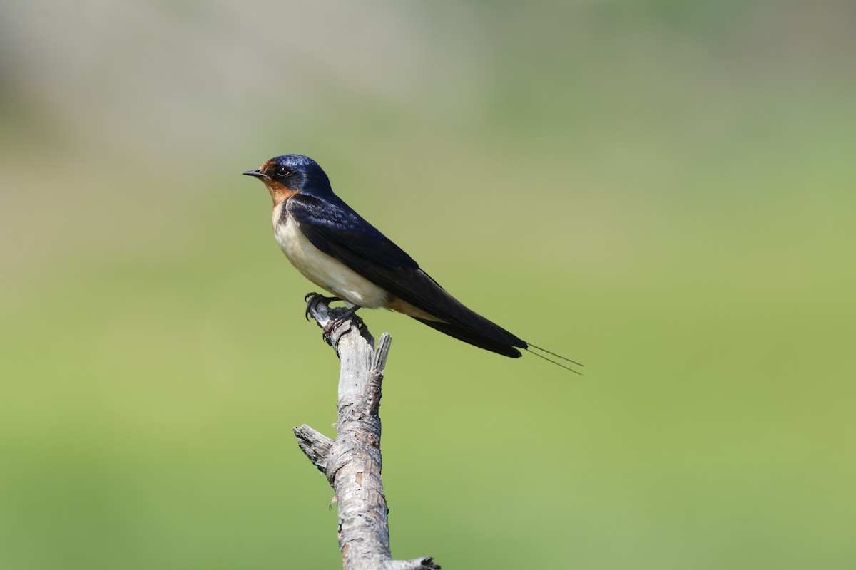 Barn Swallow - ML620424235