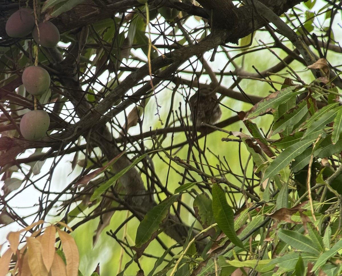 Ferruginous Pygmy-Owl - Chenery  Kinemond