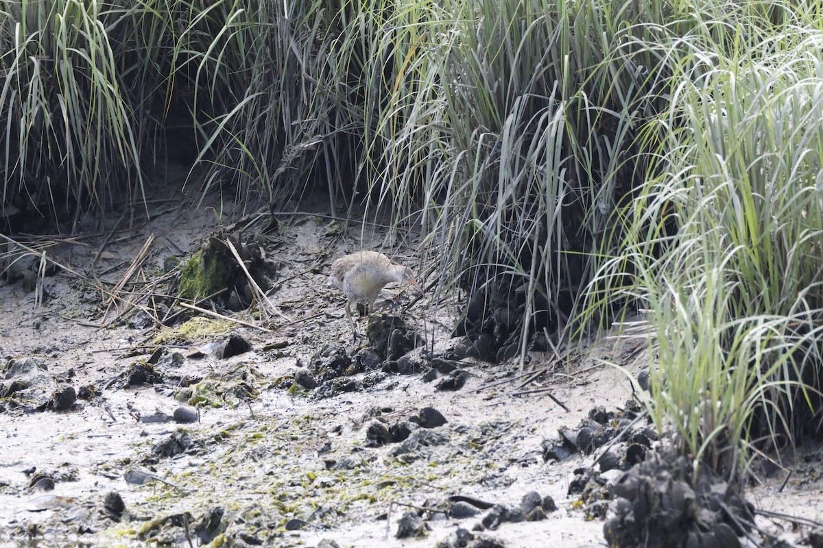 Clapper Rail - ML620424245