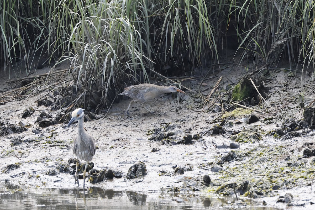 Clapper Rail - ML620424246