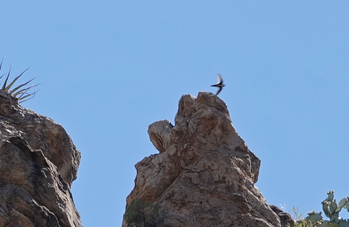 White-throated Swift - Cathy Beck