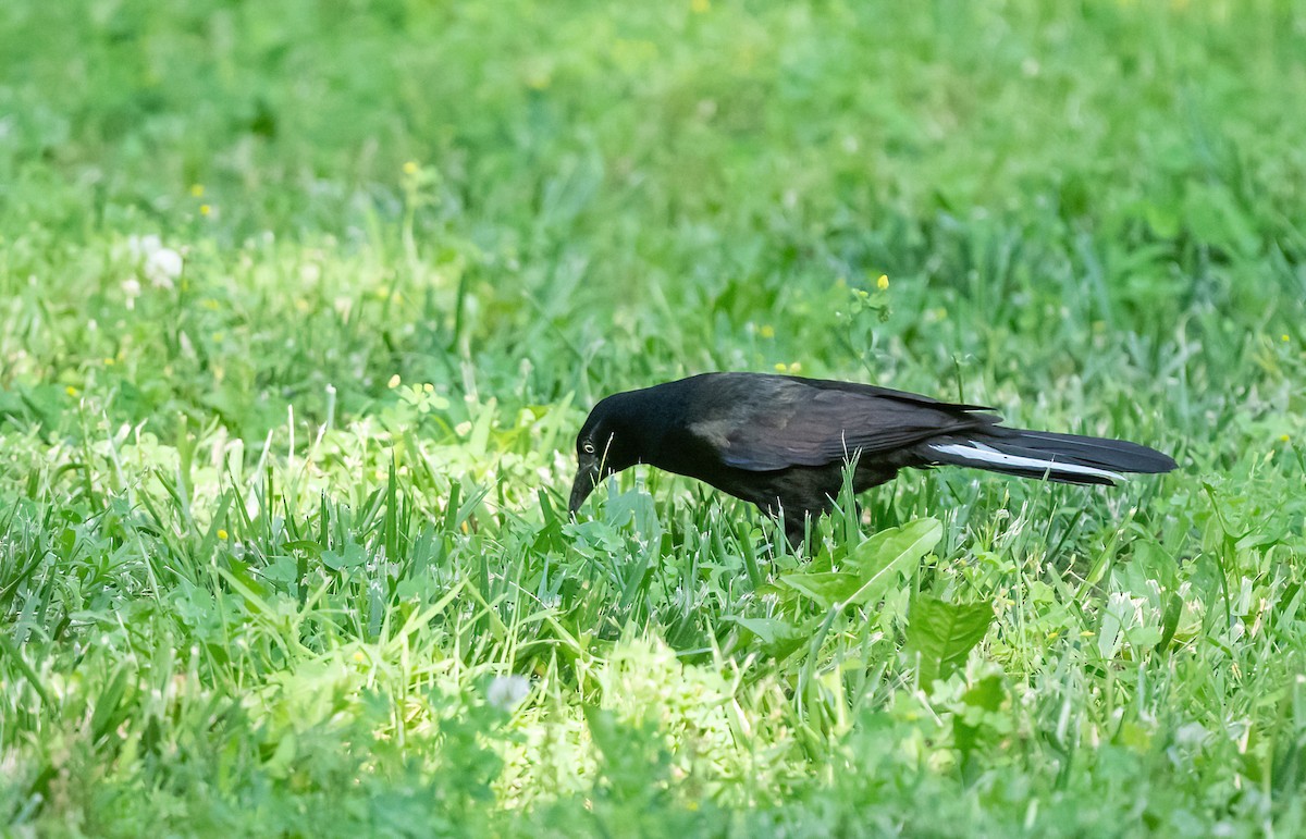 Common Grackle - ML620424250