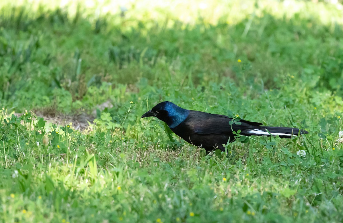 Common Grackle - ML620424251