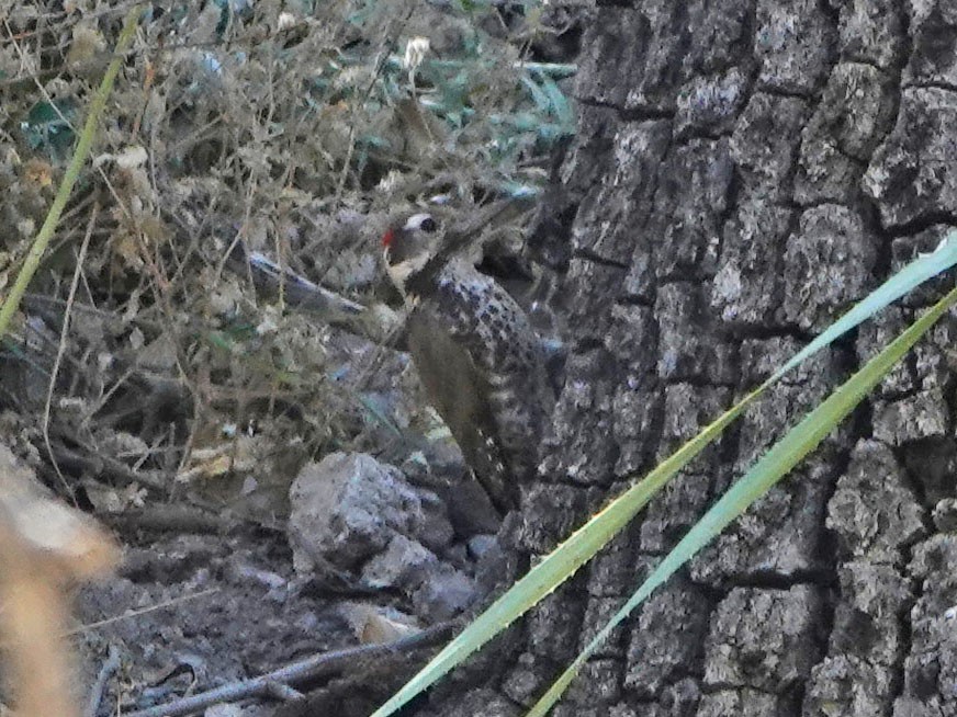 Arizona Woodpecker - Cathy Beck