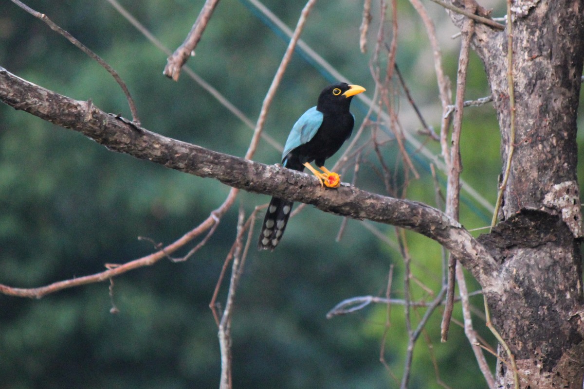 Yucatan Jay - ML620424255