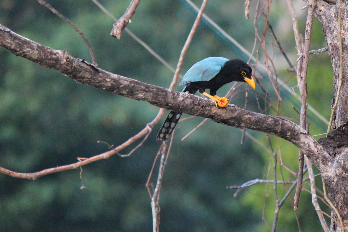 Yucatan Jay - ML620424257