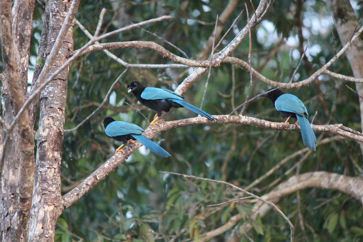 Yucatan Jay - ML620424258