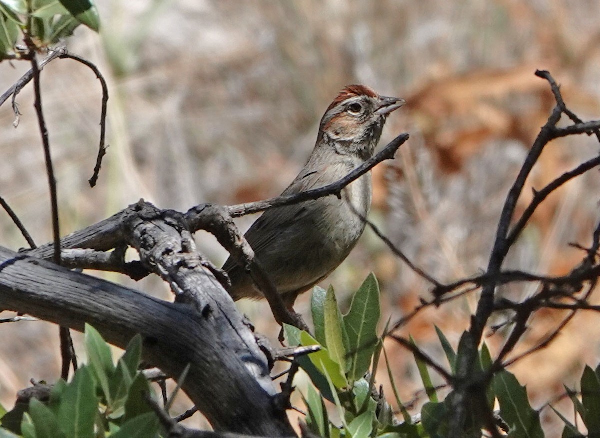 Rufous-crowned Sparrow - ML620424264