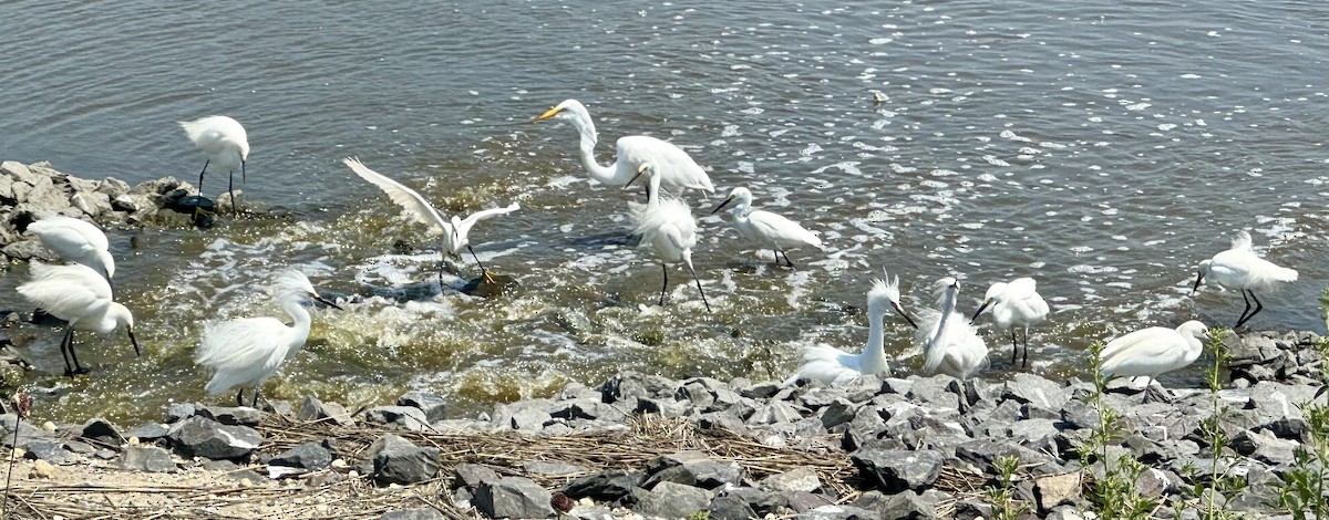 Snowy Egret - ML620424265