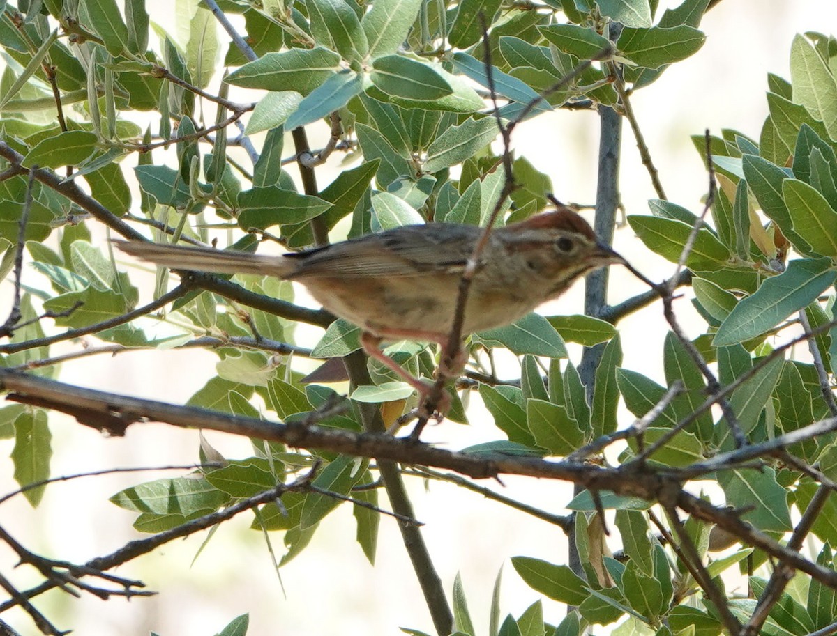 Rufous-crowned Sparrow - ML620424268