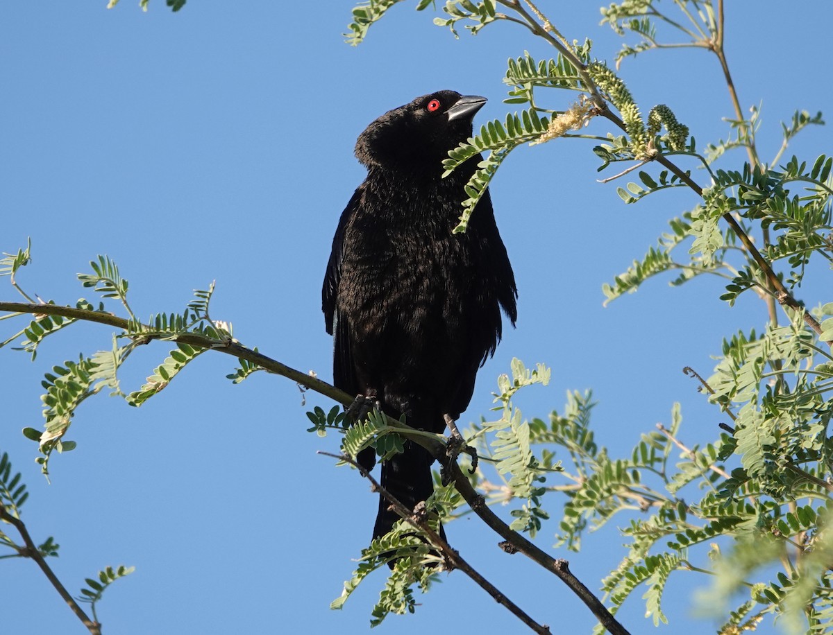 Bronzed Cowbird - ML620424276