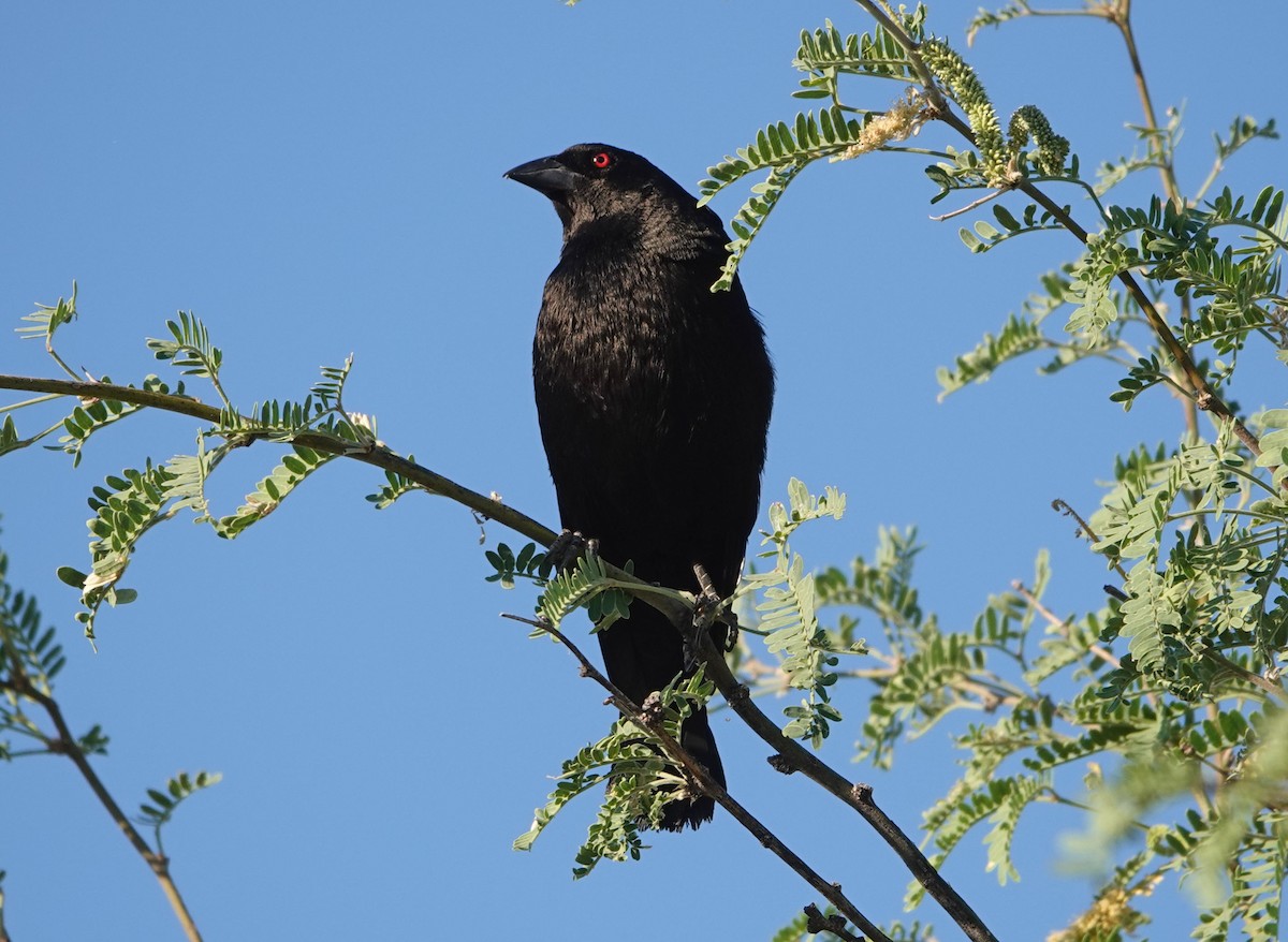 Bronzed Cowbird - Cathy Beck