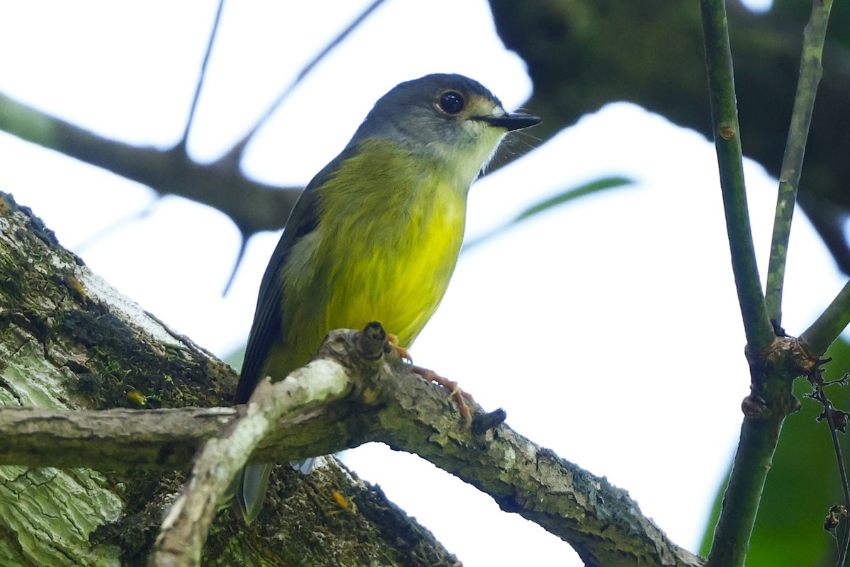 Pale-yellow Robin - ML620424283