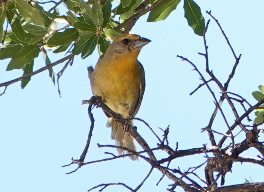 Hepatic Tanager - ML620424293