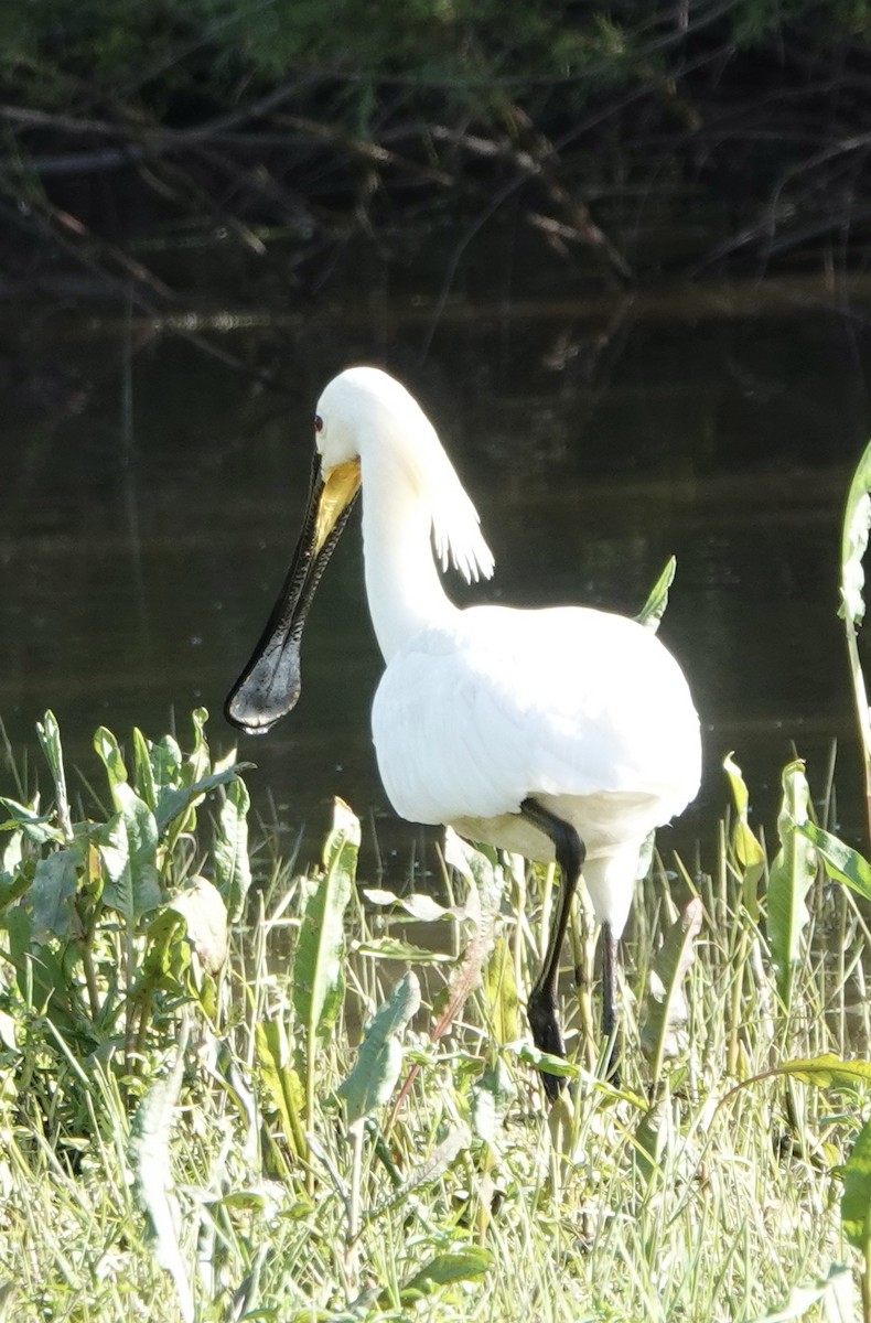 Eurasian Spoonbill - ML620424295