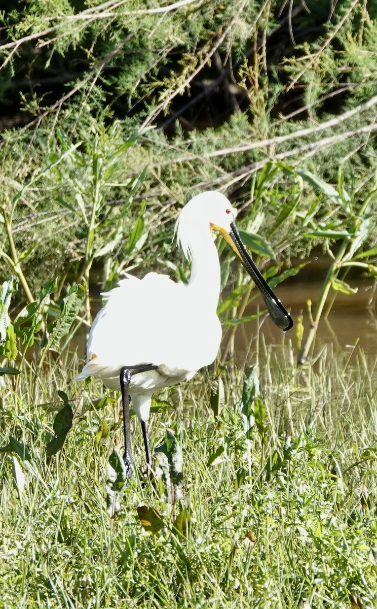 Eurasian Spoonbill - ML620424301