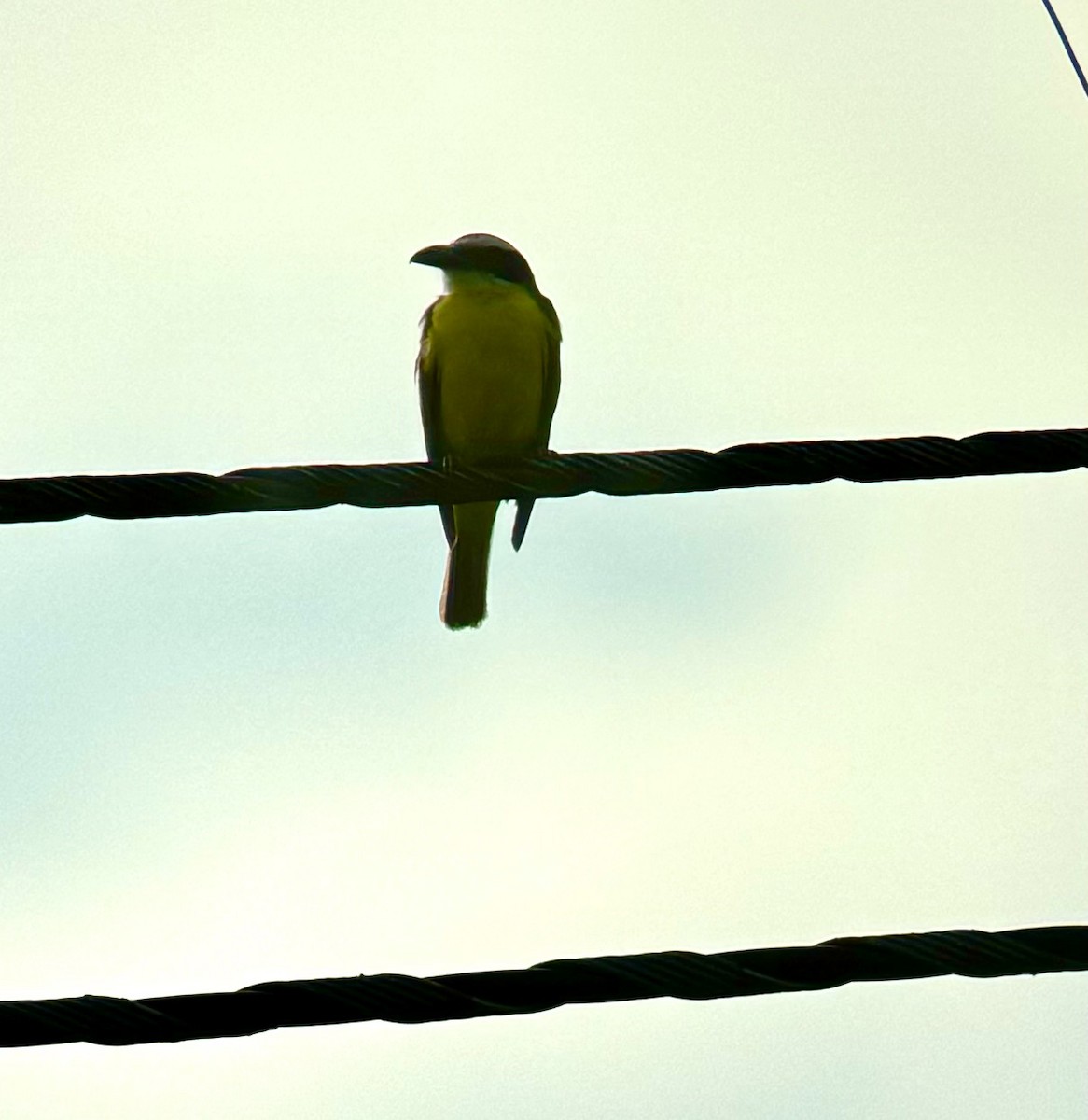 Boat-billed Flycatcher - ML620424303