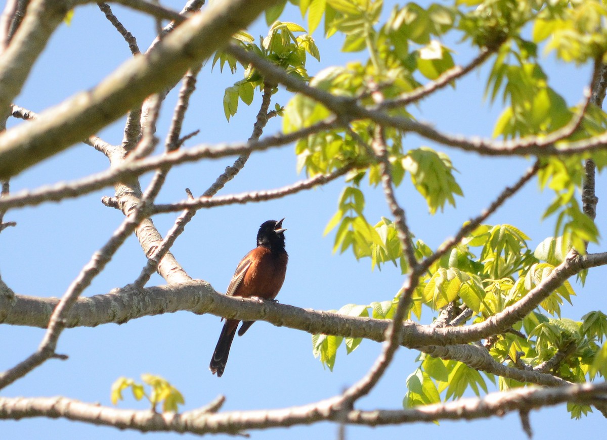 Orchard Oriole - ML620424318