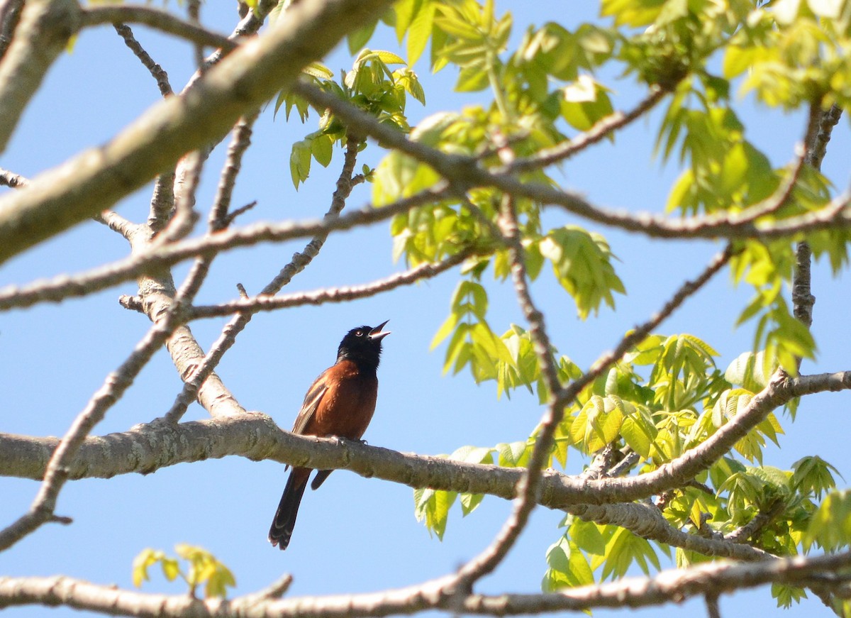Orchard Oriole - ML620424319